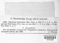 Taphrina deformans image